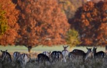 Долой серость и скуку: фотограф показал осеннюю Англию во всей красе (фоторепортаж)