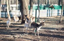 В Одесской области экологи поселили на заповедном острове стадо оленей (фото)
