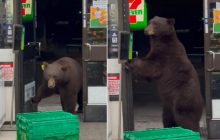 В США бурый медведь зашел в маркет, предварительно воспользовавшись санитайзером (видео)