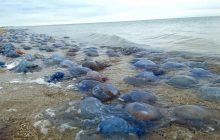 У заповіднику "Тузлівські лимани" на Одещині в результаті шторму на берег викинуло мільйон медуз (фото)