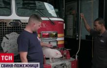 Свиня-пожежниця: рятівники у США взяли на службу справжню льоху (відео)
