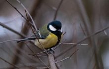 На українців чекає приємний погодний сюрприз: прогноз на вихідні (карта)