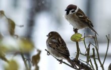 На Святвечір в Україну повернуться морози й мокрий сніг: прогноз погоди на 6 січня (карта)
