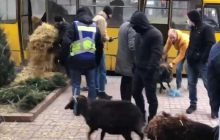 У Києві мітингувальники привезли під мерію переляканих овець у маршрутці: їх вилучили правоохоронці (відео)