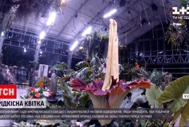 В ботаническому саду Сан-Диего можно увидеть редкий цветок