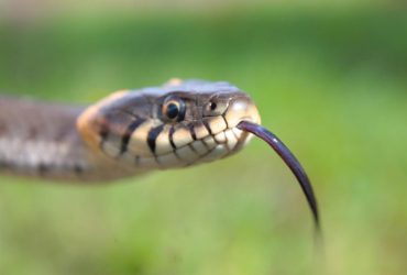 Сім'я знайшла новий будинок - він кишить зміями (відео)