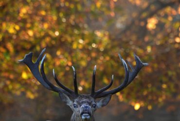 В Норвегии после иска российского парка убили 40 оленей