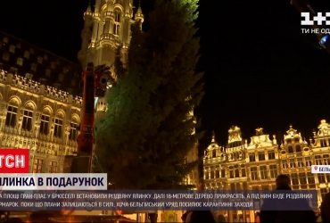 Бельгиец вырастил главную елку Брюсселя в собственном саду