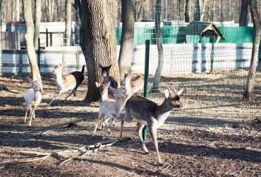 В Одеській області екологи поселили на заповідному острові стадо оленів (фото)