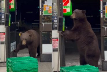 У США бурий ведмідь зайшов у маркет, попередньо скориставшись санітайзером (відео)