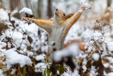 Синоптики прогнозують пом'якшення погоди в Україні: чого чекати