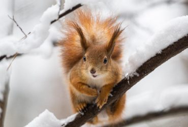 Климатолог назвала самый холодный месяц грядущей зимы: к какой погоде готовиться украинцам