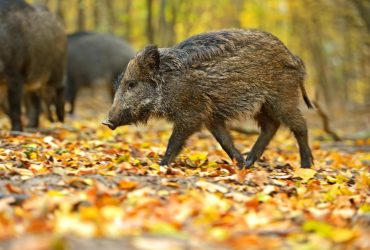 Дикі кабани з Херсонської області сховалися від обстрілів на Дніпропетровщині