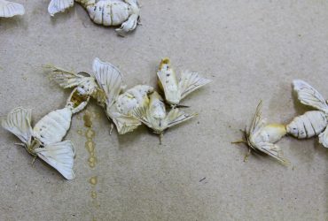 Народні засоби від молі в шафі: 6 дієвих засобів