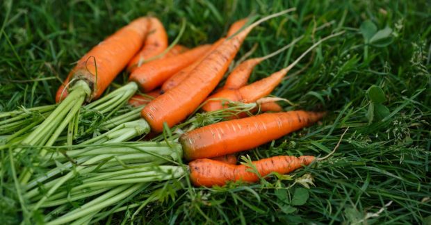Цены на морковь в Украине подскочили: эксперты назвали причину