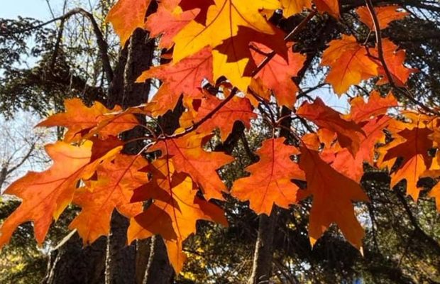 "Кольори просто неймовірні": у мережі з'явилися фото осіннього ботсаду в Одесі