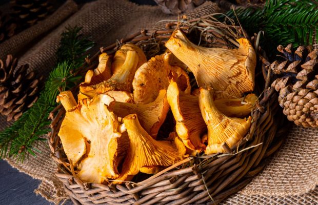 Где собирать лисички в лесу и как приготовить: 3 сытных рецепта