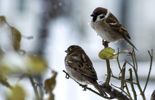 6 лютого 2023 - яке сьогодні свято, прикмети та іменинники, що сьогодні не можна робити