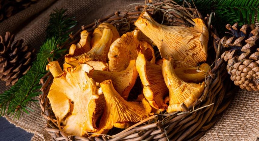 Где собирать лисички в лесу и как приготовить: 3 сытных рецепта
