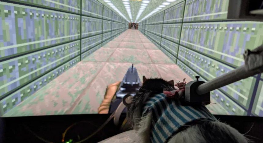 Нейроинженер научил крыс играть в легендарный шутер Doom II — они неплохо справились