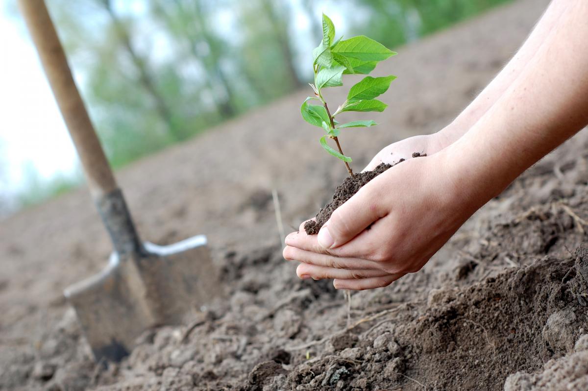 «Зеленая страна»: осенью высадили деревьев на 18 млн больше, чем планировалось / фото ua.depositphotos.com