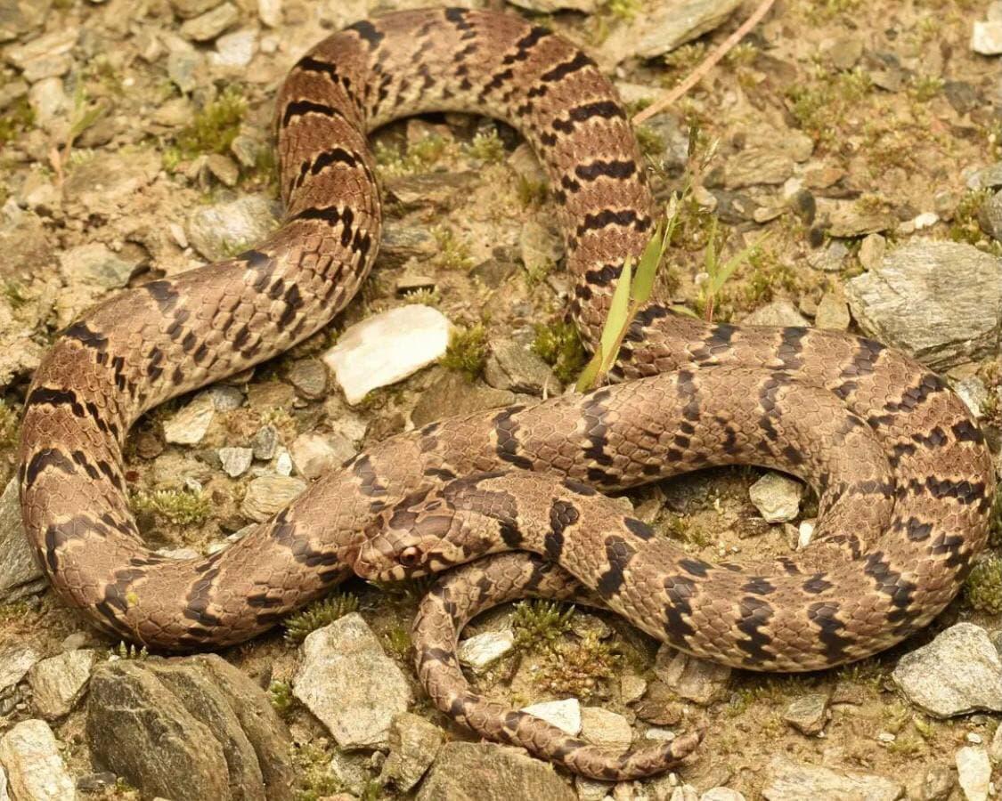 В Индии ученые случайно открыли новый вид змей благодаря фото в соцсети / фото himalayan_xplorer/Instagram