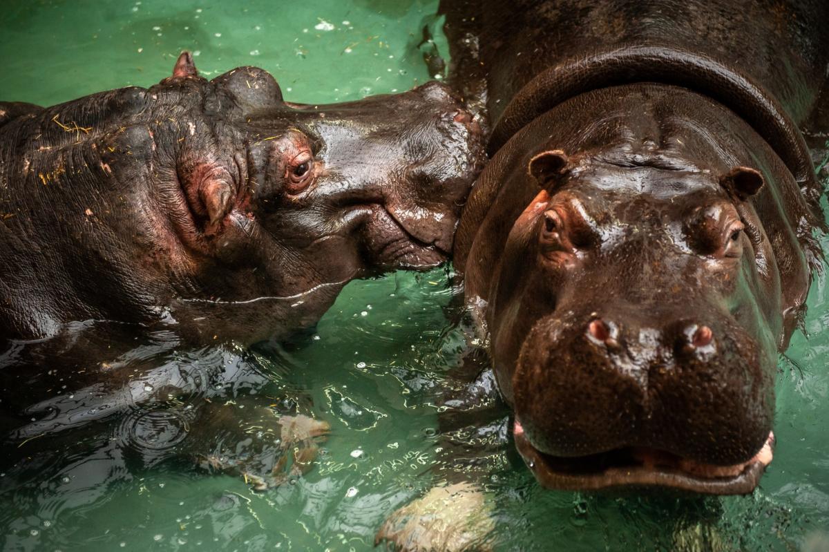 Берлінський зоопарк шукає купальника бегемотів / фото Facebook/ZOO Antwerpen Берлінський зоопарк шукає купальника бегемотів / фото Facebook/ZOO Antwerpen