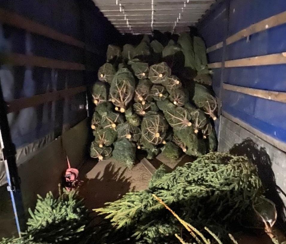 Правоохранители изъяли нелегальные новогодние елки / фото dpsu.gov.ua