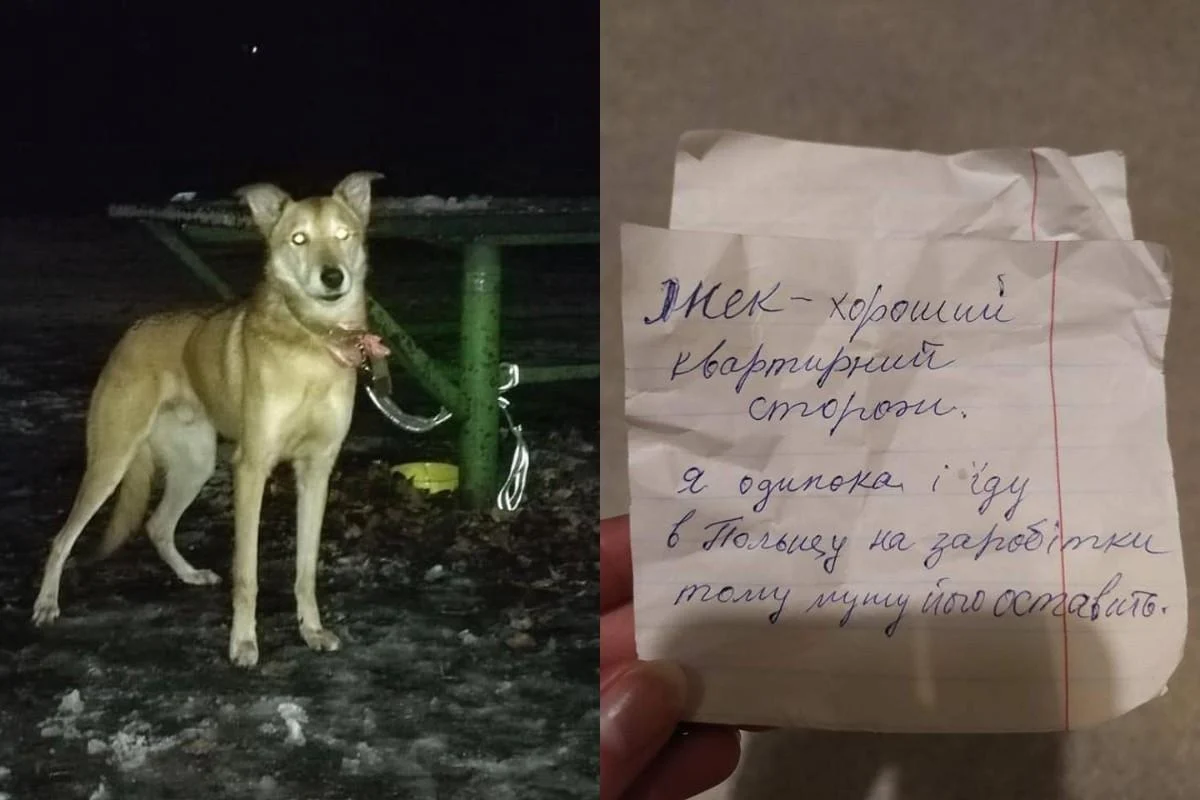 Собаку Джека бросили во второй раз / коллаж с фото facebook.com/maryna.liapina Собаку Джека бросили во второй раз / коллаж с фото facebook.com/maryna.liapina