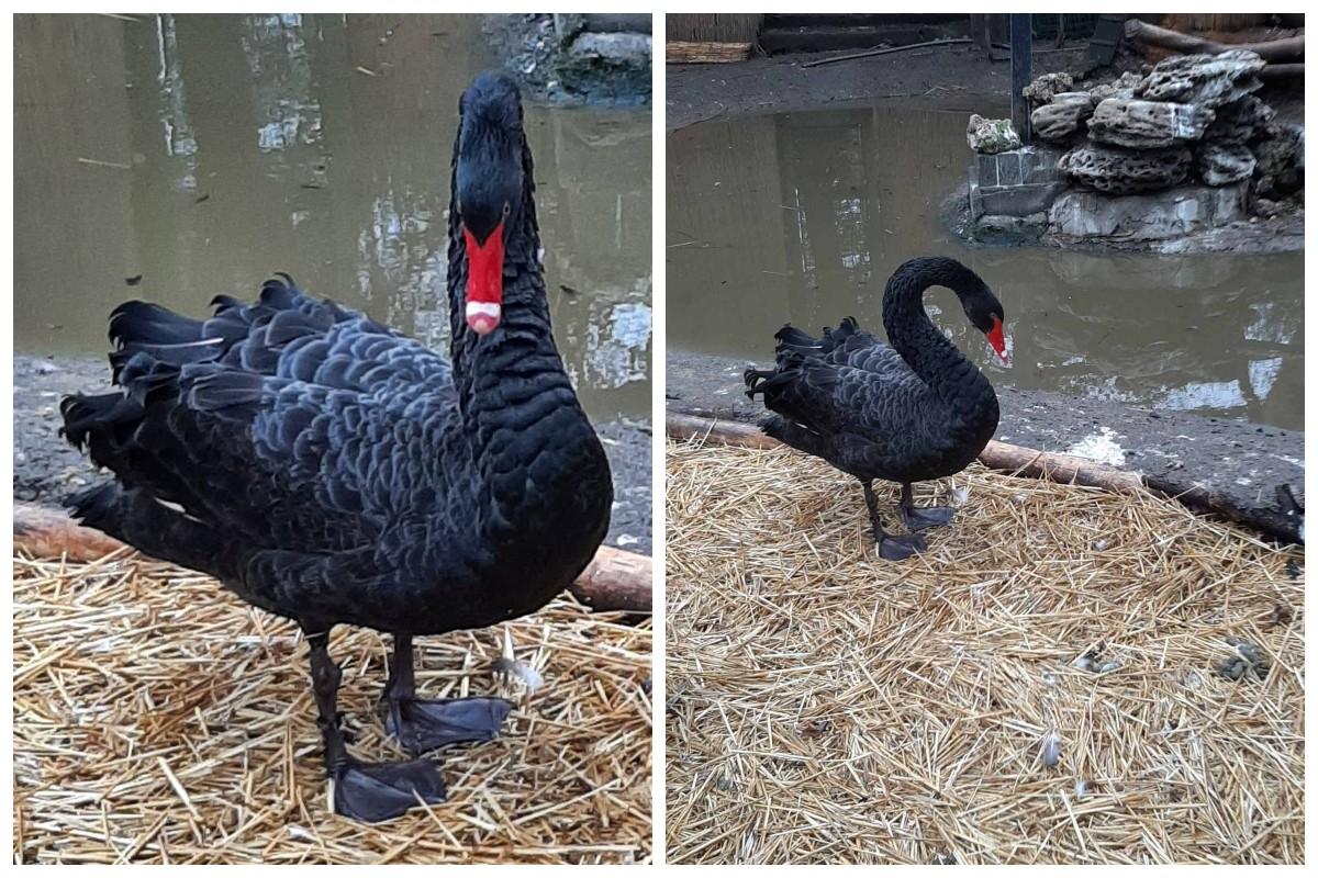 Лебідь міг загинути / колаж з фото - facebook.com/OdesskijZoopark Лебідь міг загинути / колаж з фото - facebook.com/OdesskijZoopark
