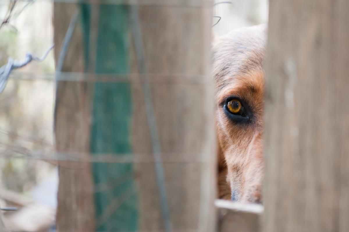 В РФ нашли "способ" избавиться от бродячих собак / ua.depositphotos.com