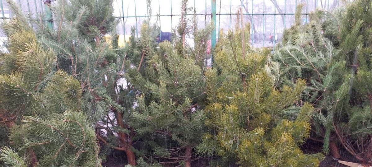 За каждое самовольно срубленное хвойное дерево предусмотрен штраф / фото УНИАН / Надя Пришляк За каждое самовольно срубленное хвойное дерево предусмотрен штраф / фото УНИАН / Надя Пришляк
