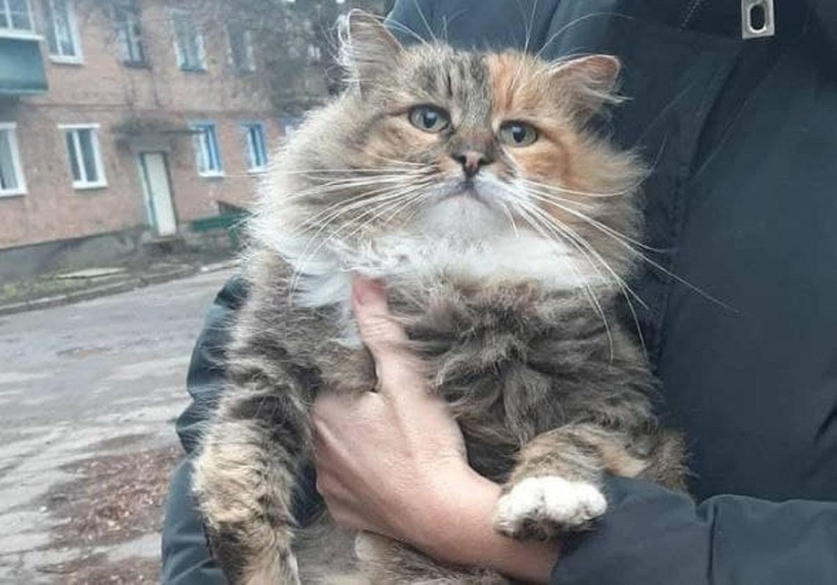 Ранее из-за людей Мальва уже практически потеряла одну лапу / фото instagram.com/kotikdom_kharkiv Ранее из-за людей Мальва уже практически потеряла одну лапу / фото instagram.com/kotikdom_kharkiv