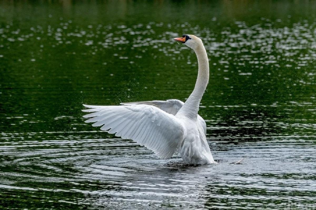   A swan was shot in the Volyn region / photo by Nemesh Yanosh, UNIAN
