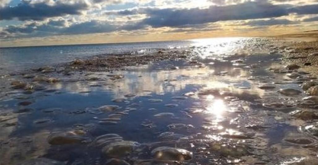 В заповеднике "Тузловские лиманы" на берег выбросило сотни тысяч медуз / скриншот В заповеднике "Тузловские лиманы" на берег выбросило сотни тысяч медуз / скриншот
