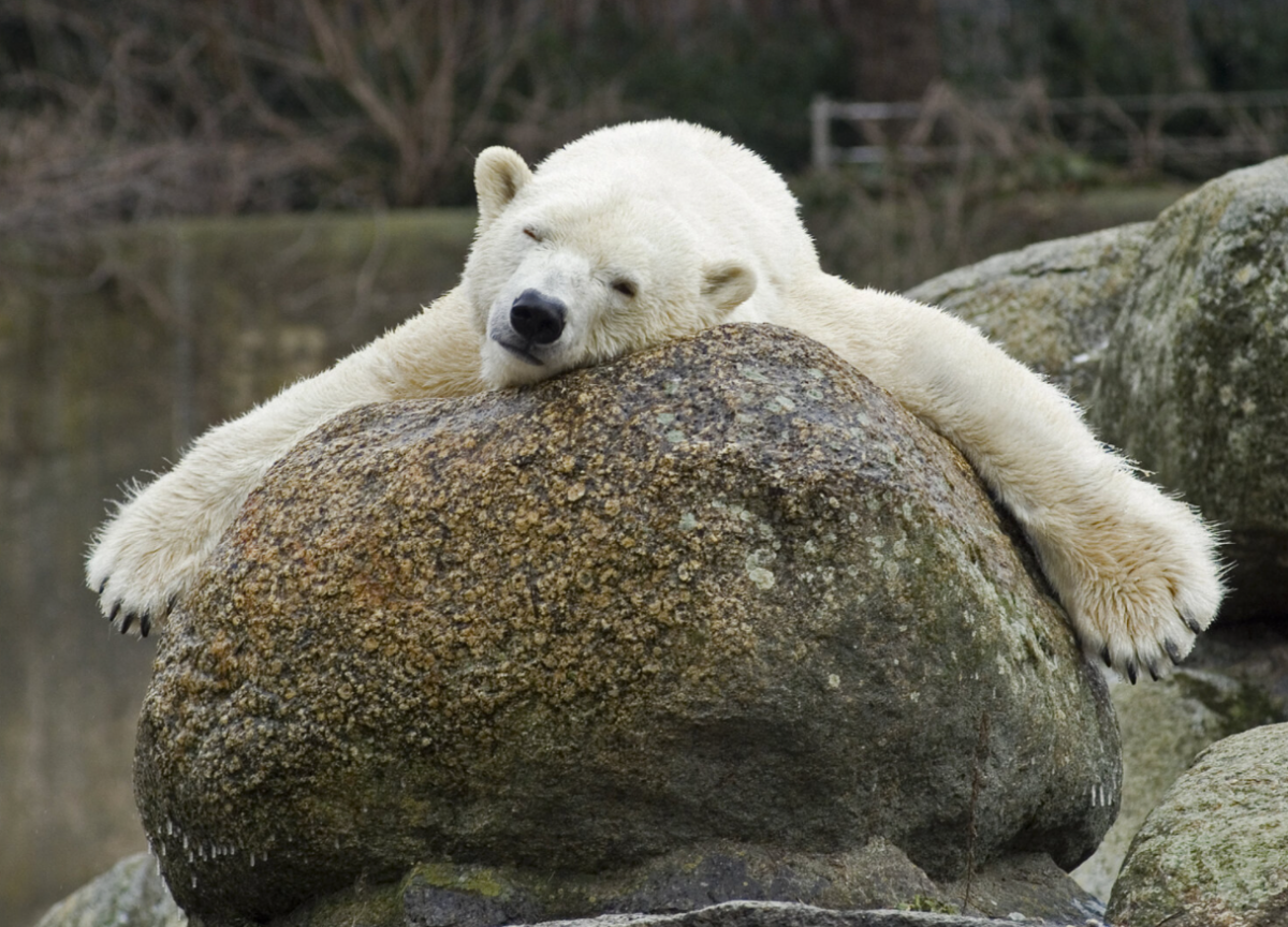 Died the oldest polar bear in Europe / photo Zoo Berlin