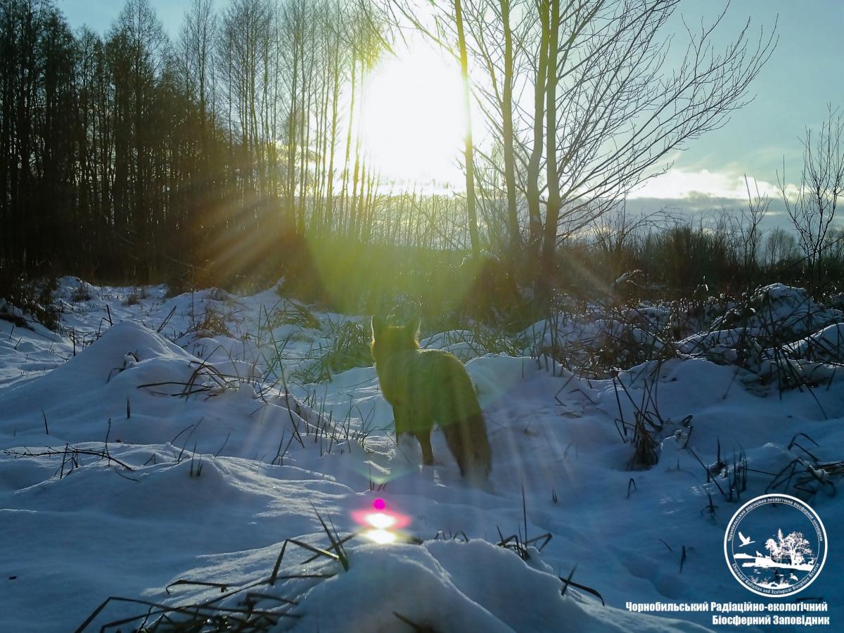 Животные ловят зимнее солнце / фото Чернобыльский радиационно-экологический биосферный заповедник