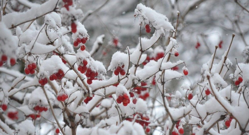 Синоптики прогнозируют похолодание до -16 градусов уже на этой неделе: прогноз погоды по областям Украины