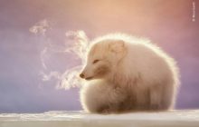 Представлені учасники Wildlife Photographer-2021 у категорії "Вибір народу": вражаючі фото природи