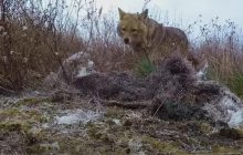 В одном из районов Одесской области объявили карантин из-за бешенства