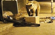 В румынских Карпатах на украинцев напала медведица: ее напугали взрывы петард