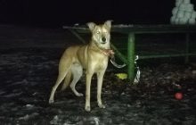 Прив'язала і поїхала до Польщі: у київському парку знайшли собаку, якого залишила його власниця