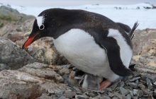 Біля української станції Вернадського у пінгвінів вилупилися перші пташенята (фото)