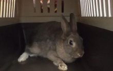 Мало не потрапив під прес сміттєвоза: під Одесою двірник знайшов під купою сміття живого кролика (відео)