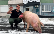 Свиню везли на "забій": ЗМІ дізналися деталі гучного зооскандалу довкола столичного тату-салону