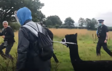 Був убитий даремно: розтин альпаки Джеронімо не підтвердив діагноз, через який його приспали