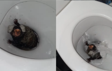 Британка намагалася нагодувати мавпу кокаїном і змила її в унітаз (відео)