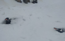 Пінгвінів засипало по саму голову: в Антарктиді випала рекордна кількість снігу (фото)