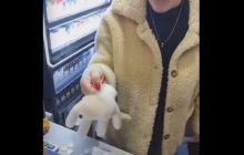 "Корова с дойками": покупатель и продавщица поссорились из-за полиэтиленового пакета за 2 грн