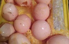 "20 яиц, из них ни одного целого": клиентка возмутилась сервисом "Новой почты" и показала фото